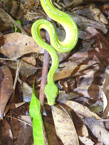 Southern Green Python sighting