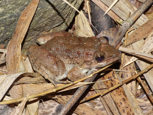 Limnonectes acanthi observed 2024-12-03