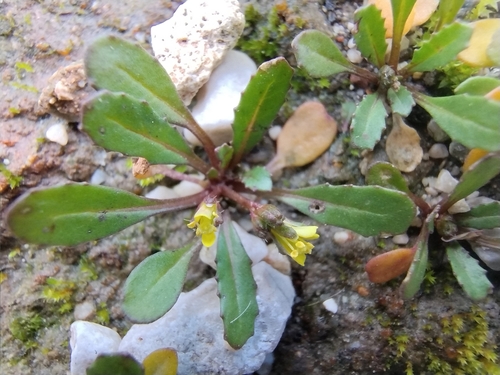 Diplotaxis viminea (Diplotaxis viminea)