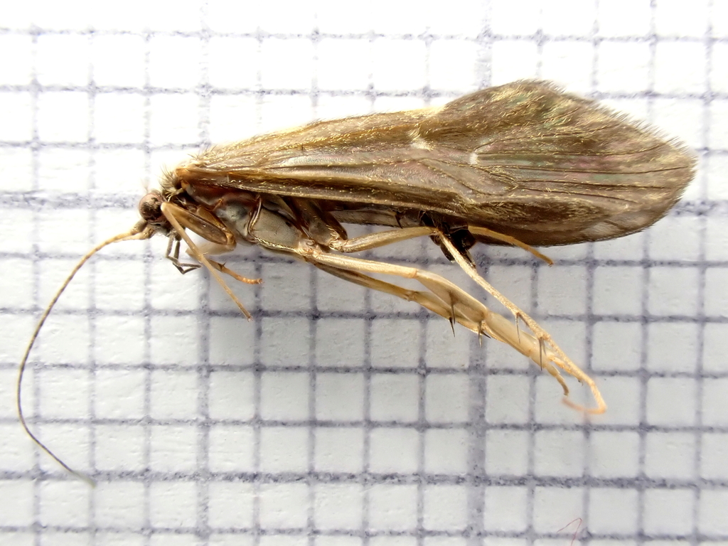 Glossosoma boltoni