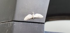 Eupithecia