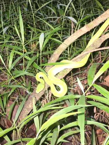 Southern Green Python sighting