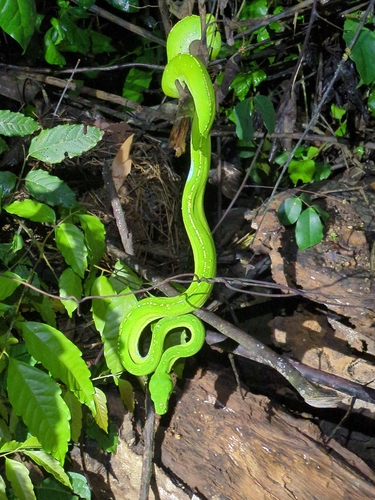 Southern Green Python sighting