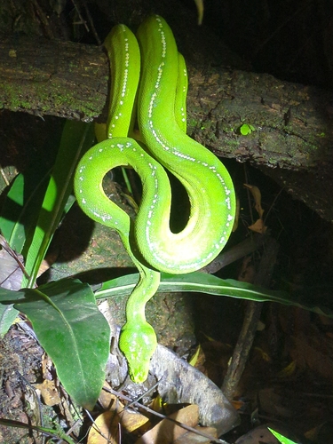 Southern Green Python sighting