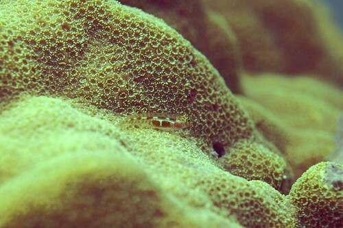 Leopard goby (Tigrigobius saucrus) — Gobiidae