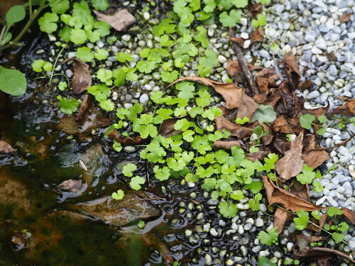 Image of Hydrocotyle sibthorpioides by no rights reserved
