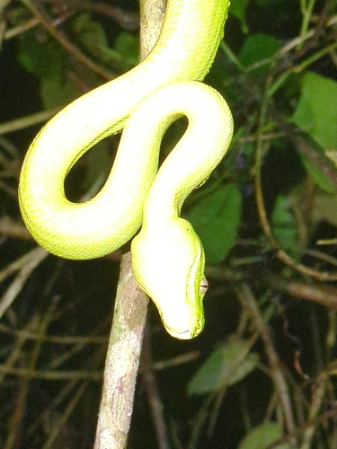Southern Green Python sighting