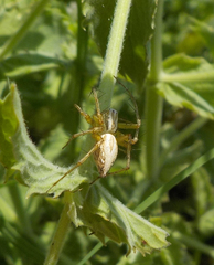 Oxyopes lineatus