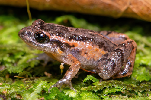 Santa Catarina Tropical Bullfrog, Adenomera nana