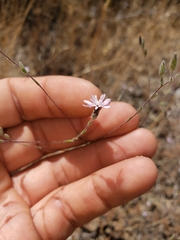 Lessingia nemaclada