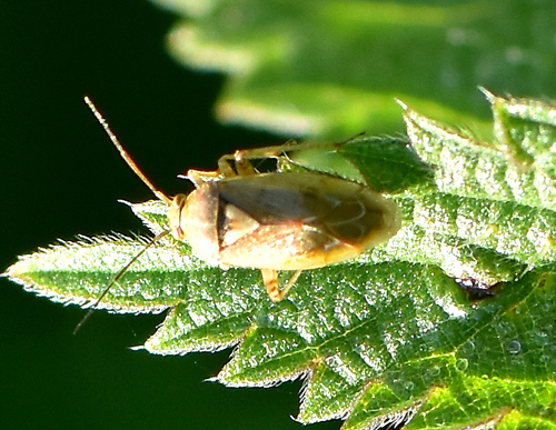 European Tarnished Plant Bug, Noordwijkerhout, Nederland, photo 9 of 10