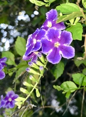 Duranta erecta