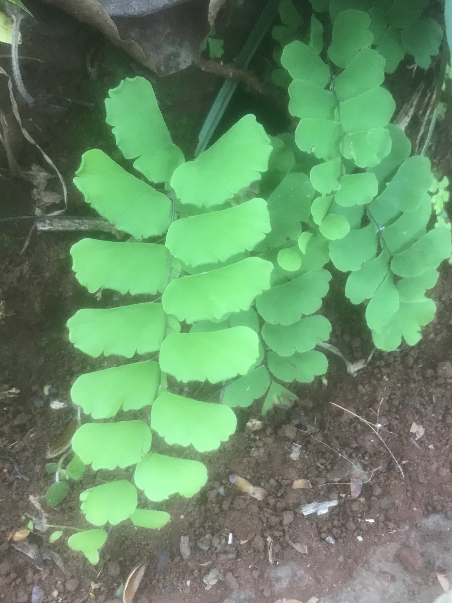 Adiantum philippense (Adiantum philippense)
