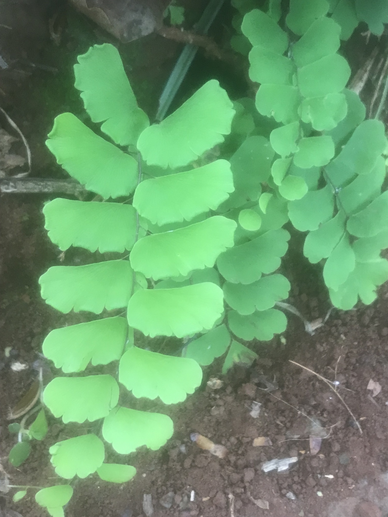 Adiantum philippense — ảnh 2