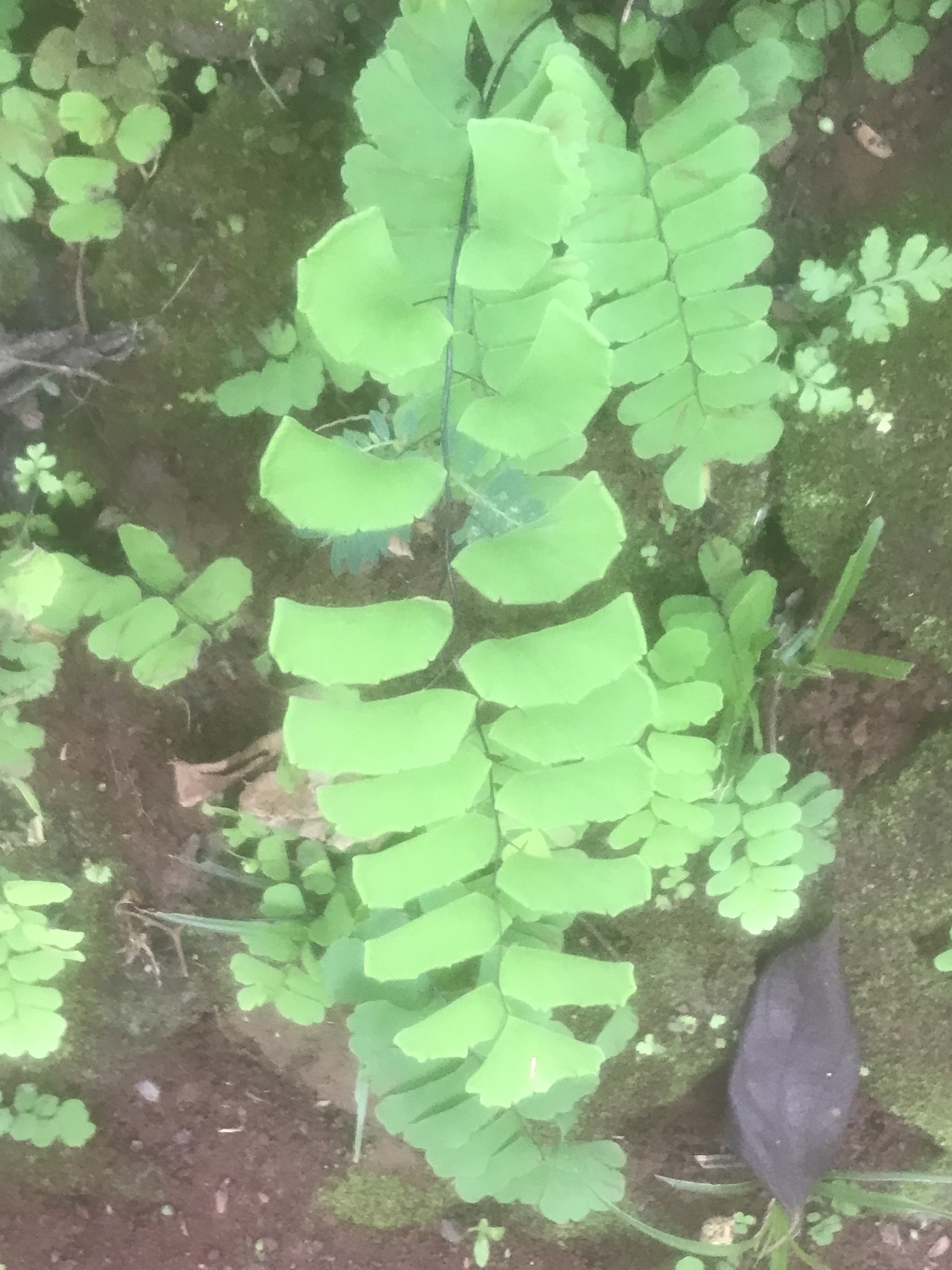 Adiantum philippense — ảnh 3