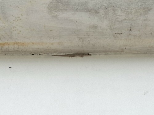 Hemidactylus platyurus