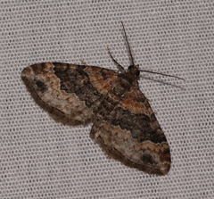 Xanthorhoe ferrugata