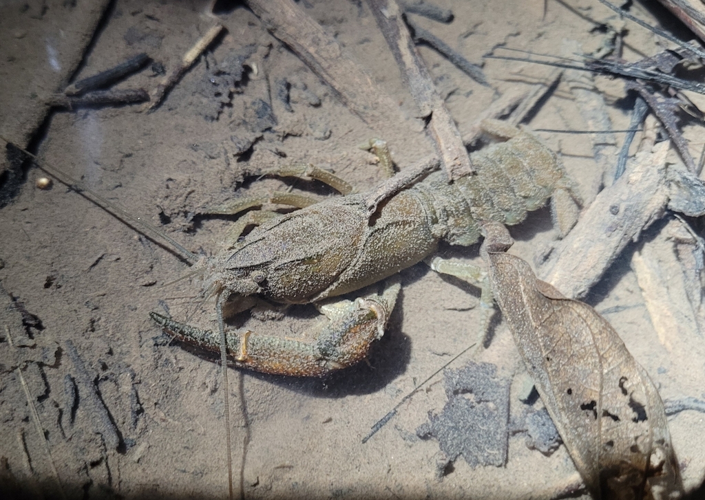 Parastacus varicosus