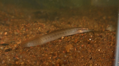 Guenther's spiny eel (Macrognathus guentheri) — Mastacembelidae