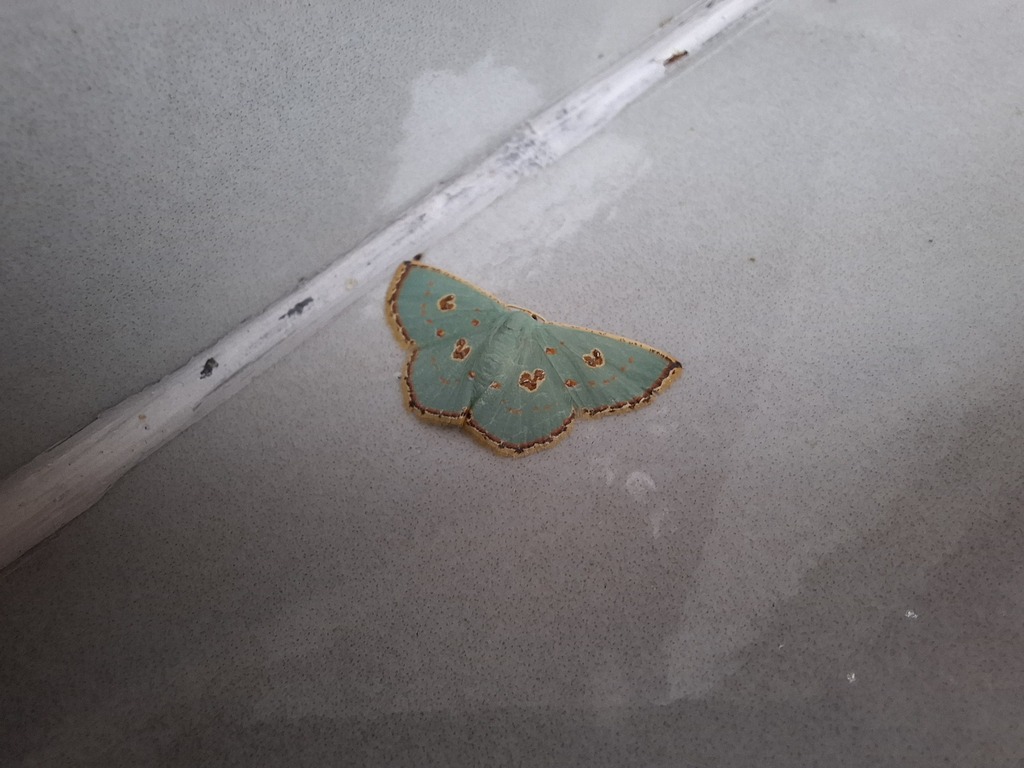 Comostola nereidaria (Comostola nereidaria)