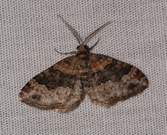 Xanthorhoe ferrugata