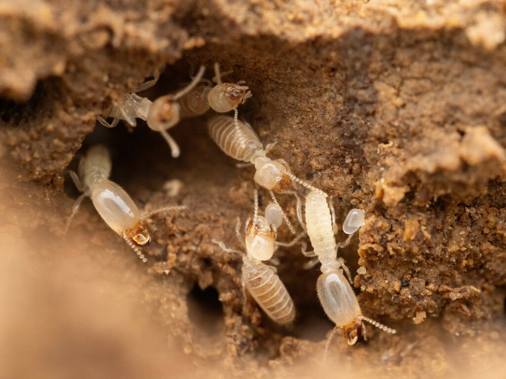 Foraminitermitinae