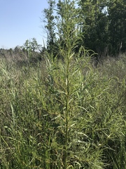 Amaranthus cannabinus