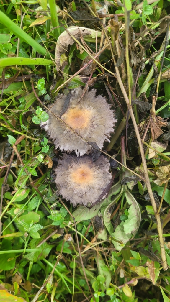 Psilocybe cubensis · January 2025 · photo: © kuzs (iNaturalist, cc-by)