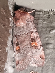 Adelphagrotis stellaris