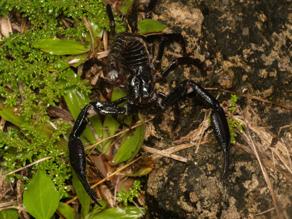 Asian Forest Scorpion
