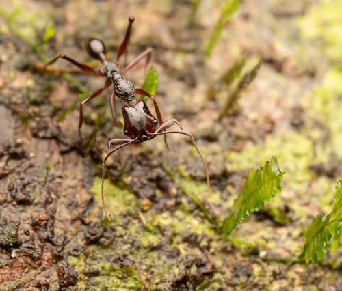 Anochetus princepsAnochetus princeps