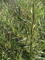 Amaranthus cannabinus