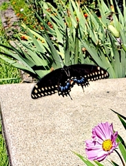 Papilio polyxenes