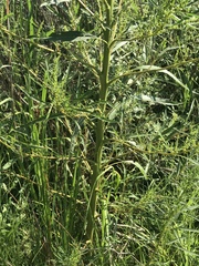 Amaranthus cannabinus