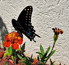 Papilio polyxenes