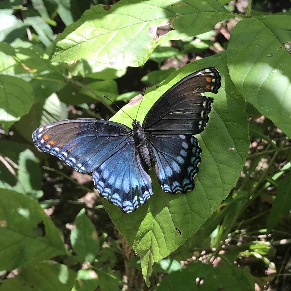 Limenitis astyanax