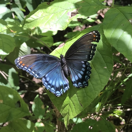 Limenitis astyanax