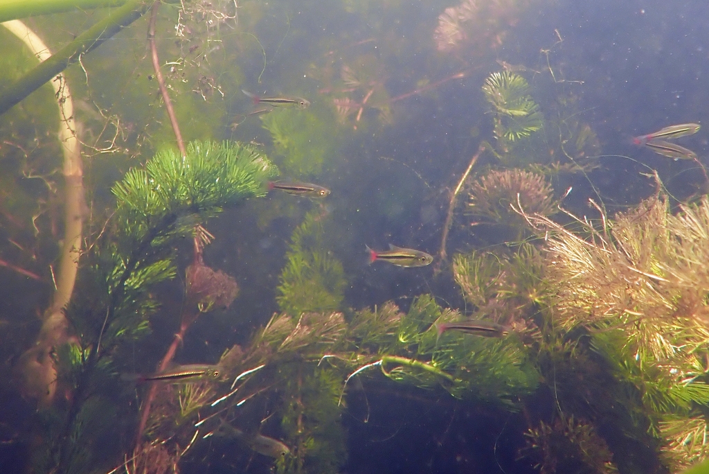 Rasbora queue rouge (Rasbora borapetensis)