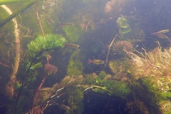 Red-Tailed Rasbora photo 1
