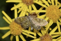 Anania tertialis