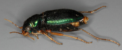 Tetracha virginica