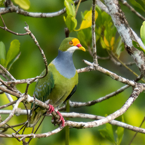 Orange-fronted Fruit Dove (Ptilinopus aurantiifrons), photo 4