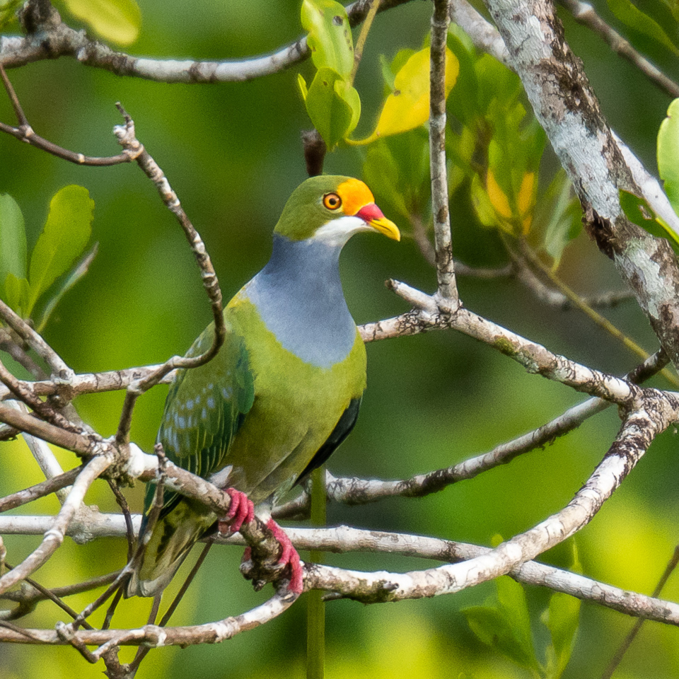 Orange-fronted Fruit Dove (Ptilinopus aurantiifrons), photo 2
