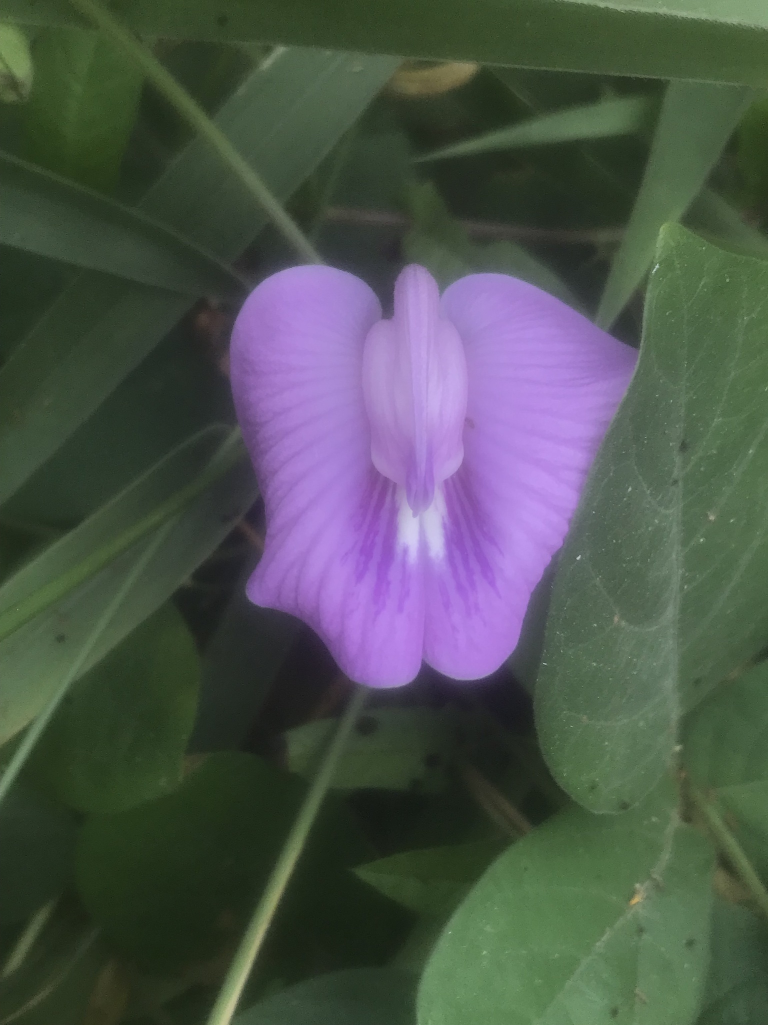 Centrosema molle — ảnh 3