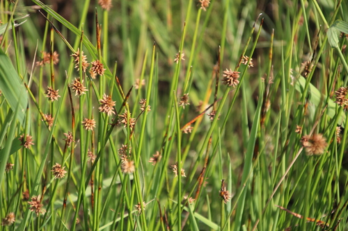 Pool Clubrush (Schoenoplectus muriculatus)