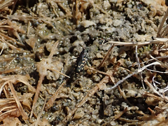 Cicindela haemorrhagica