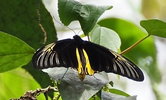 Troides amphrysus