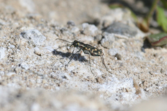 Cicindela haemorrhagica