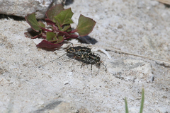 Cicindela haemorrhagica
