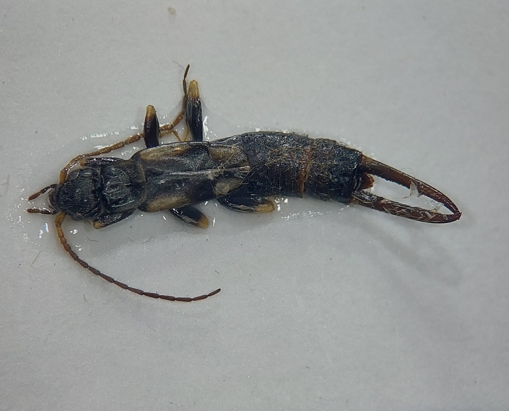 Spongovostox pygmaeus
